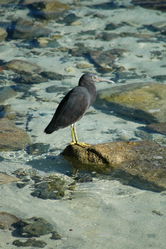 Heron